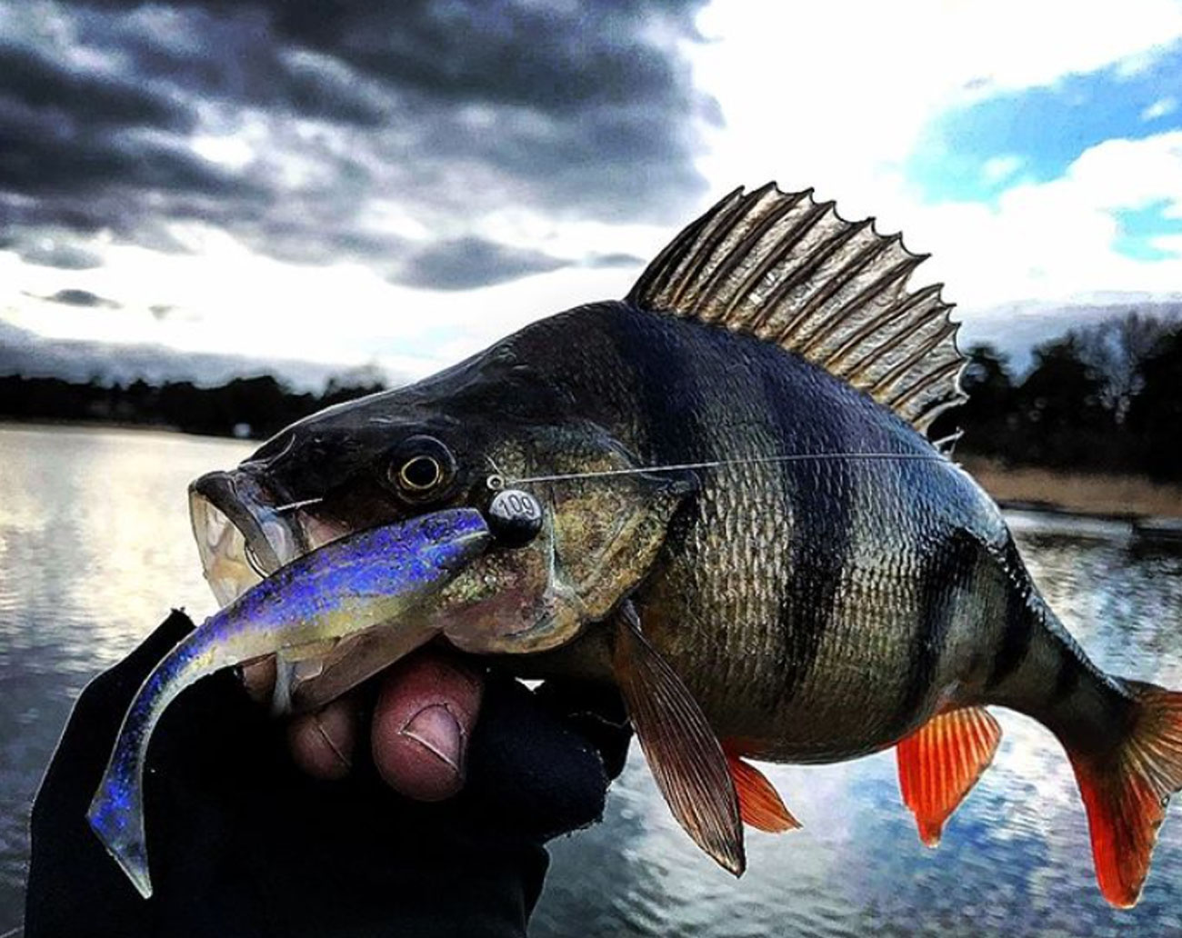 Gator Gum 7 cm 5 pack